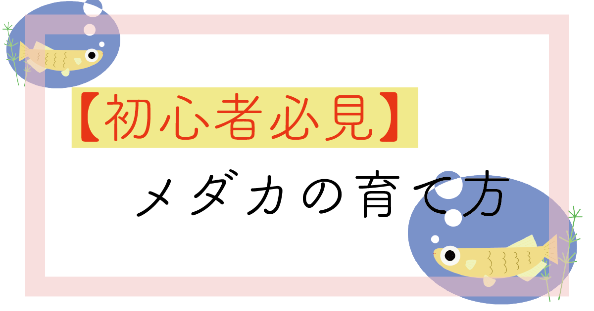 メダカ初心者が育ててみた